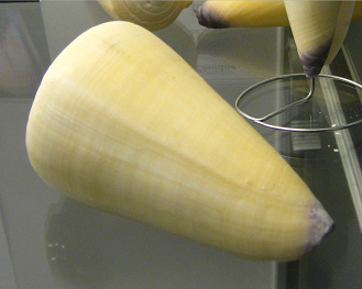 Conus virgo, Nahaufnahme