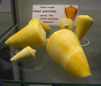 Conus quercinus