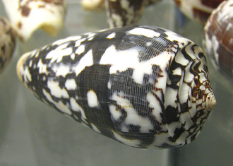 Conus striatus, Nahaufnahme 01