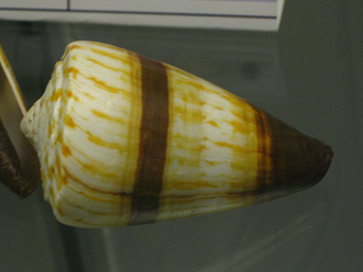 Conus miles, Nahaufnahme