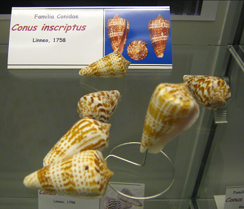 Conus inscriptus