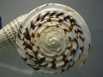 Conus leopardus, Nahaufnahme 02