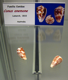 Conus anemone