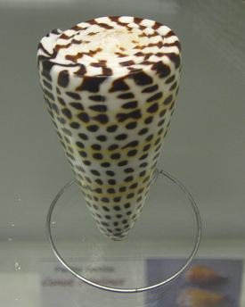 Conus litteratus, Nahaufnahme 01