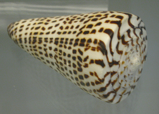 Conus litteratus, Nahaufnahme 02
