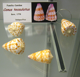 Conus tessulatus