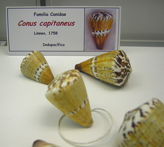Conus capitaneus