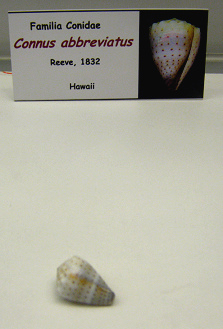 Conus abbreviatus