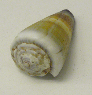 Conus muriculatus, Nahaufnahme