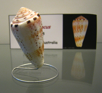 Conus aurisiacus, Nahaufnahme 01