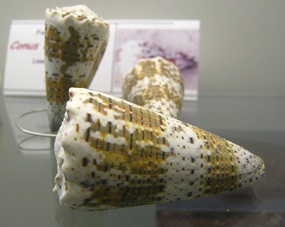 Conus imperialis, Nahaufnahme