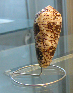 Conus nussatella, Nahaufnahme