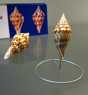 Conus praecellens, Nahaufnahme