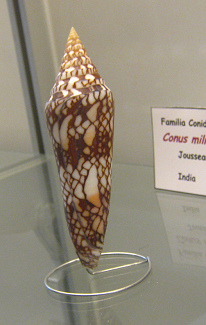 Conus milneedwardsi, Nahaufnahme
