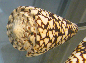 Conus bandanus vidua, Nahaufnahme
                                  01