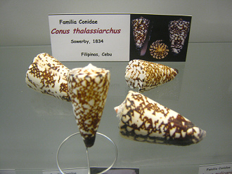 Conus thalassiarchus 01