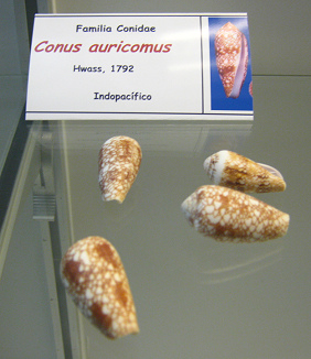 Conus auricomus