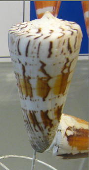 Conus generalis, Nahaufnahme 02