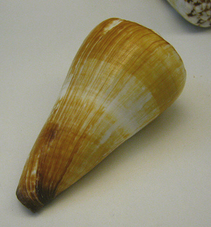 Conus distans, Nahaufnahme 01