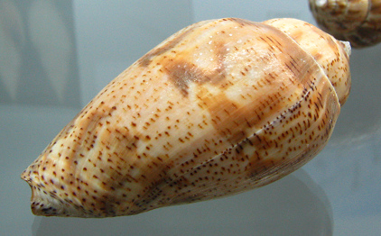 Harpulina lapponica, Nahaufnahme