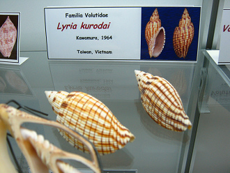 Lyria kurodai