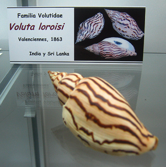 Voluta loroisi
