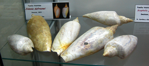 Zidonia dufresnei, Totale