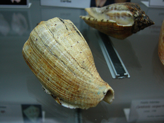 Voluta virescens, Nahaufnahme