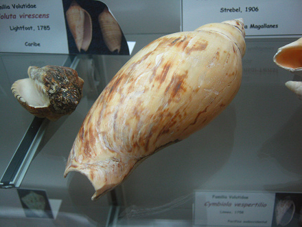 Adelomelon martensi, Nahaufnahme