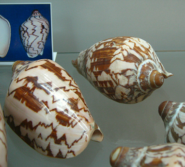 Cymbiola nobilis, Nahaufnahme 02