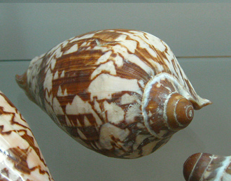 Cymbiola nobilis, Nahaufnahme 03