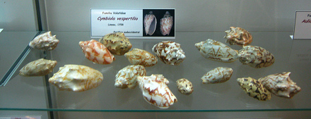 Cymbiola vespertilio, Totale