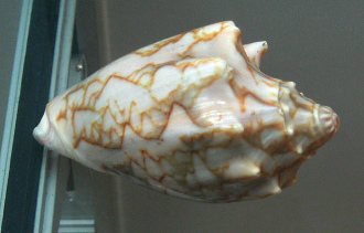 Cymbiola vespertilio, Nahaufnahme 02