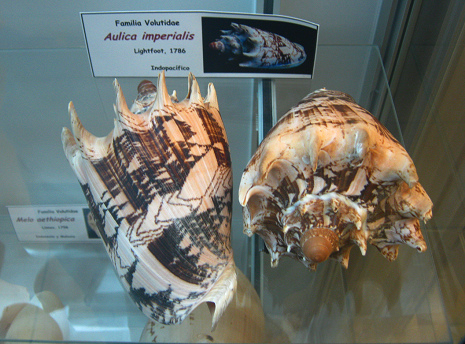 Aulica imperialis 01