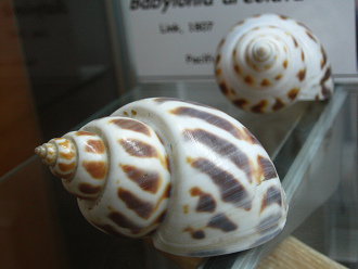 Babylonia areolata, Nahaufnahme