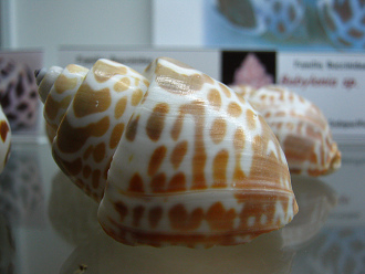 Babylonia spirata, Nahaufnahme