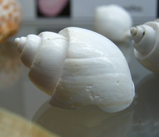 Babylonia sp, Nahaufnahme