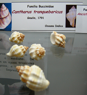 Cantharus tranquebaricus