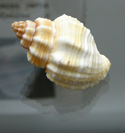 Cantharus tranquebaricus, Nahaufnahme