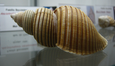 Ancistrolepsis vietnamiensis,
                          Nahaufnahme