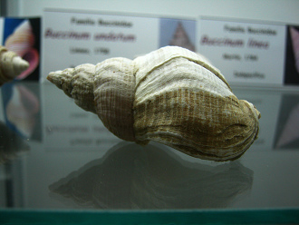 Buccinum undatum, Nahaufnahme
