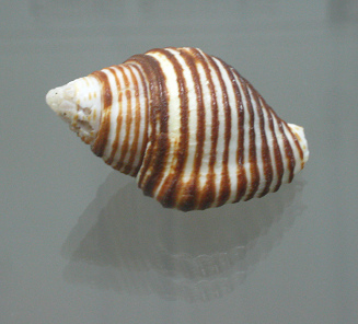 Buccinum linea, Nahaufnahme