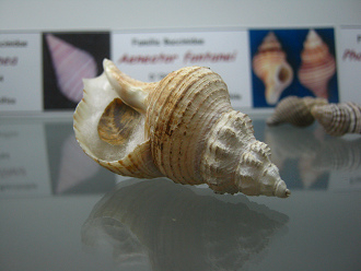 Aeneator fontanei, Nahaufnahme