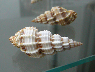 Phos senticosus, Nahaufnahme