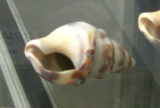 Dorsanum moniliferum, Nahaufnahme