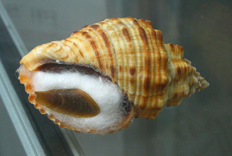 Cantharus melanostomus, Nahaufnahme