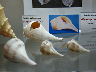 Busycon spiratum, Nahaufnahme