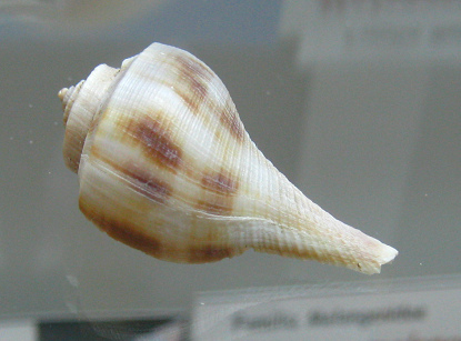 Busycon spiratum, Nahaufnahme 02