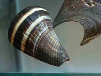 Melongena patula, Nahaufnahme