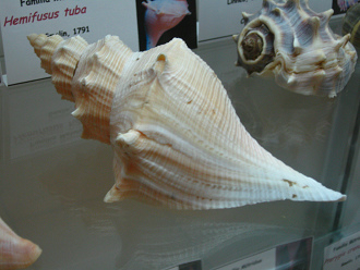 Hemifusus tuba, Nahaufnahme